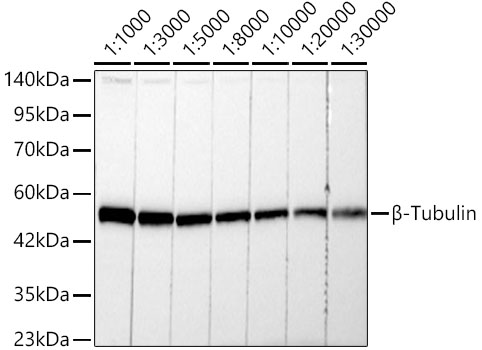 Western blot analysis of lysates from 293F cells, using β-Tubulin Rabbit mAb at 1:1000-1:30000 dilution. Secondary antibody: HRP-conjugated Goat anti-Rabbit IgG at 1:10000 dilution. Lysates/proteins: 25μg per lane. Blocking buffer: 3% nonfat dry milk in TBST. Detection: ECL Basic Kit . Exposure time: 10s.