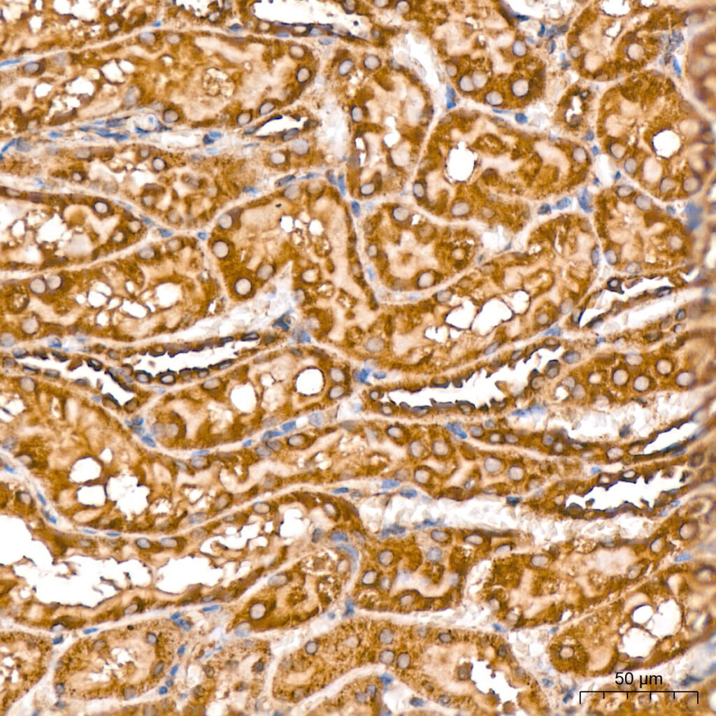 Immunohistochemistry analysis of paraffin-embedded Rat kidney tissue using β-Tubulin Rabbit mAb at a dilution of 1:200 . High pressure antigen retrieval performed with 0.01M Citrate Bufferr prior to IHC staining.