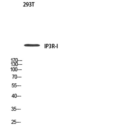 Western blot analysis of 293T using IP3R-I antibody. Antibody was diluted at 1:500. Secondary antibody was diluted at 1:20000