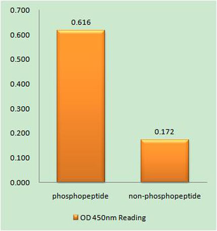 Enzyme-Linked Immunosorbent Assay (Phospho-ELISA) for Immunogen Phosphopeptide (Phospho-left) and Non-Phosphopeptide (Phospho-right), using Inositol 1,4,5-trisphosphate R1 (Phospho-Ser1598/1588) Antibody
