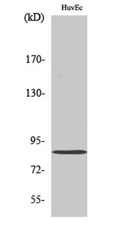 Western Blot analysis of various cells using Mfn2 Polyclonal Antibody diluted at 1:1000