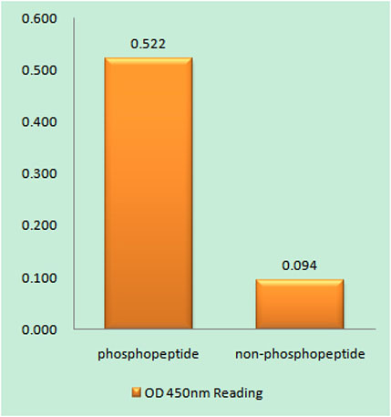Enzyme-Linked Immunosorbent Assay (Phospho-ELISA) for Immunogen Phosphopeptide (Phospho-left) and Non-Phosphopeptide (Phospho-right), using Parkin (Phospho-Ser131) Antibody