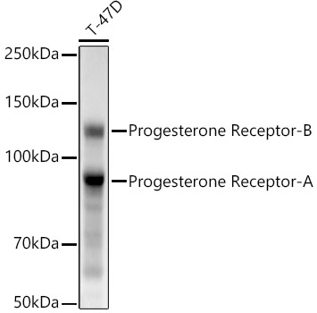 Western blot analysis of lysates from T-47D cells, using Progesterone Receptor Rabbit mAb at 1:2000 dilution. Secondary antibody: HRP-conjugated Goat anti-Rabbit IgG (H+L) at 1:10000 dilution. Lysates/proteins: 25μg per lane. Blocking buffer: 3% nonfat dry milk in TBST. Detection: ECL West Pico Plus. Exposure time: 4s.