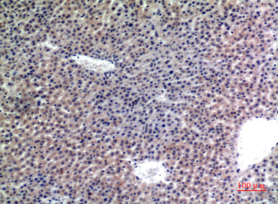Immunohistochemical analysis of paraffin-embedded mouse-liver, antibody was diluted at 1:100