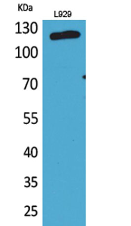 Western Blot analysis of L929 cells using CD107a Polyclonal Antibody. Secondary antibody was diluted at 1:20000