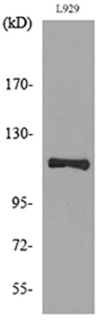 Western blot analysis of lysate from L929 cells, using LAMP1 Antibody.