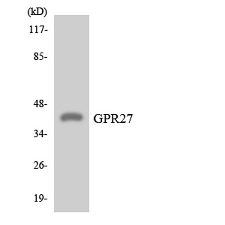 Western blot analysis of the lysates from HeLa cells using GPR27 antibody.