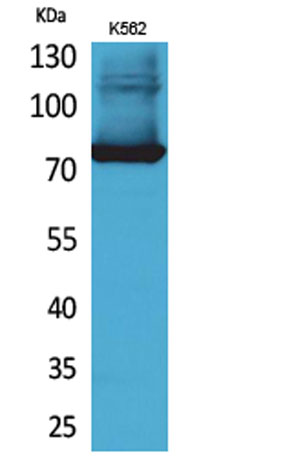 Western Blot analysis of K562 cells using Transferrin Polyclonal Antibody. Antibody was diluted at 1:500. Secondary antibody was diluted at 1:20000