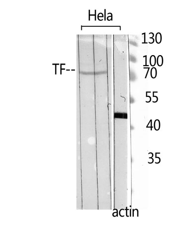 Western Blot analysis of HELA using TF Polyclonal Antibody. Antibody was diluted at 1:500. Secondary antibody was diluted at 1:20000