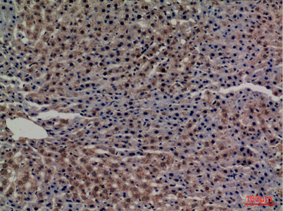 Immunohistochemical analysis of paraffin-embedded rat-liver, antibody was diluted at 1:100