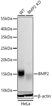 Western blot analysis of various lysates using BMP2 Rabbit mAb at 1:1000 dilution incubated overnight at 4℃. Secondary antibody: HRP-conjugated Goat anti-Rabbit IgG (H+L) at 1:10000 dilution. Lysates/proteins: 25 μg per lane. Blocking buffer: 3% nonfat dry milk in TBST. Detection: ECL West Pico Plus. Negative control (NC): LNCaP Exposure time: 1s.