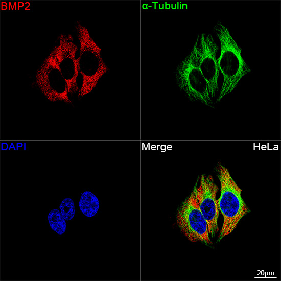 Confocal imaging of HeLa cells using BMP2 Rabbit mAb (dilution 1:100) followed by a further incubation with Cy3 Goat Anti-Rabbit IgG (H+L) (, dilution 1:500) (Red). The cells were counterstained with α-Tubulin Mouse mAb (dilution 1:400) followed by incubation with AF488-conjugated Goat Anti-Mouse IgG (H+L) Ab ( dilution 1:500) (Green). DAPI was used for nuclear staining (Blue). Objective: 100x.