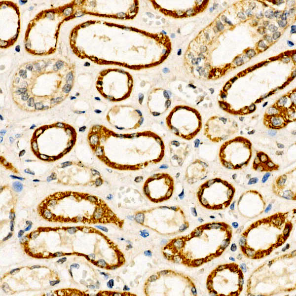 Immunohistochemistry analysis of paraffin-embedded Human kidney using BMP7 Rabbit pAb at dilution of 1:50 (40x lens). High pressure antigen retrieval performed with 0.01M Citrate buffer (pH 6.0) prior to IHC staining.