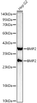 Western blot analysis of lysates from Hep G2 cells using BMP2 Rabbit pAb at 1:1000 dilution. Secondary antibody: HRP-conjugated Goat anti-Rabbit IgG (H+L) at 1:10000 dilution. Lysates/proteins: 25 μg per lane. Blocking buffer: 3% nonfat dry milk in TBST. Detection: ECL Basic Kit. Exposure time: 90s.
