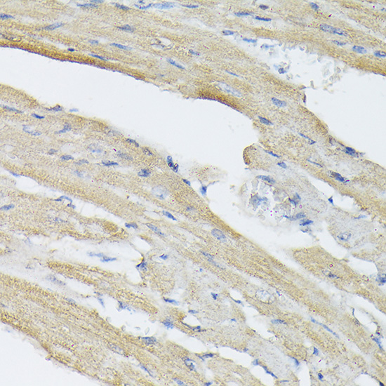 Immunohistochemistry analysis of paraffin-embedded Rat heart using BMP2 Rabbit pAb at dilution of 1:50 (40x lens). High pressure antigen retrieval performed with 0.01M Citrate buffer (pH 6.0) prior to IHC staining.