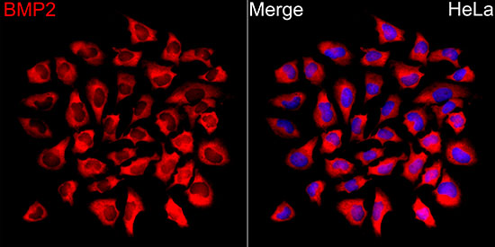 Immunofluorescence analysis of HeLa cells using BMP2 Rabbit pAb(A0231) at a dilution of 1:100 (40x lens). Secondary antibody:Cy3 Goat Anti-Rabbit IgG (H+L)( at 1:500 dilution. Blue: DAPI for nuclear staining.