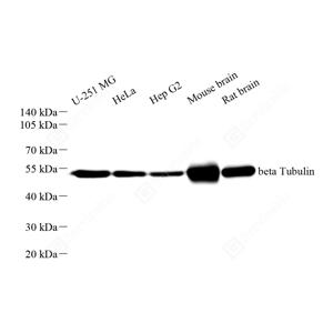 WB analysis of beta Tubulin.Sample: Protein treated by RIPA Lysis Buffer .Blocking buffer: 3% Nonfat dry milk in TBST, RT, 1h.Primary antibody: 1: 5000, 4℃ overnight.Secondary antibody: HRP conjugated Goat Anti-Rabbit lgG , 1: 5000, RT, 1h.