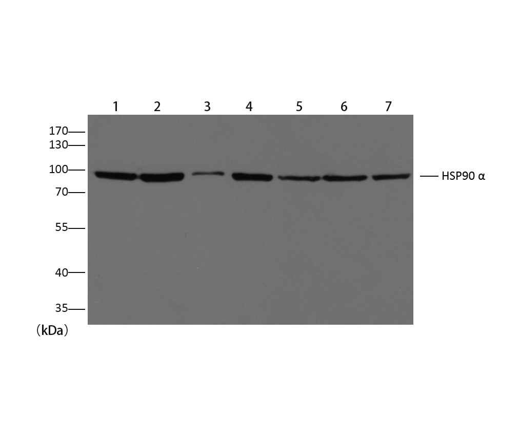 Western blot analysis of extracts from HeLa (Lane)MCF-7 (Lane2) 3T3(Lane 3) Min6 (Lane 4)Mouse Liver (Lane 5) Rat Liver (Lane 6)Rat Brain(Lane 7) using HSP90 α diluted at 1:3000.