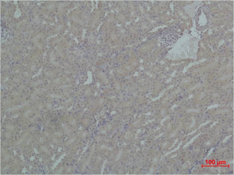 Immunohistochemical analysis of paraffin-embedded  Mouse Kidney Tissue using HSP90α Rabbit pAb diluted at 1:500.