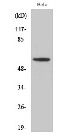 Western Blot analysis of HeLa cells using MAO-A Polyclonal Antibody diluted at 1:1000