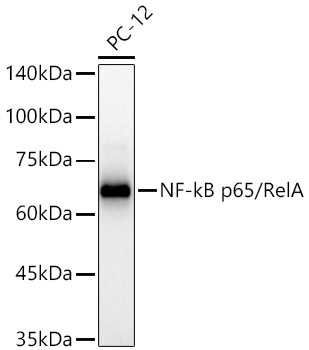 Western blot analysis of lysates from PC-12 cells using [KO Validated] NF-kB p65/RelA Rabbit mAb at 1:10000 dilution incubated overnight at 4℃. Secondary antibody: HRP-conjugated Goat anti-Rabbit IgG (H+L) at 1:10000 dilution. Lysates/proteins: 25 μg per lane. Blocking buffer: 3% nonfat dry milk in TBST. Detection: ECL West Pico Plus. Exposure time: 30s.