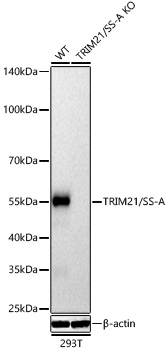Western blot analysis of lysates from wild type (WT) and TRIM21/SS-A knockout (KO) 293T cells using TRIM21/SS-A Rabbit pAb at 1:1000 dilution incubated overnight at 4℃. Secondary antibody: HRP-conjugated Goat anti-Rabbit IgG (H+L) at 1:10000 dilution. Lysates/proteins: 25 μg per lane. Blocking buffer: 3% nonfat dry milk in TBST. Detection: ECL West Pico Plus. . Exposure time: 20s.