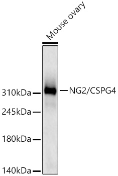 Western blot analysis of lysates from Mouse ovary using NG2/CSPG4 Rabbit mAb at 1:1000 dilution incubated overnight at 4℃. Secondary antibody: HRP-conjugated Goat anti-Rabbit IgG (H+L) at 1:10000 dilution. Lysates/proteins: 25 μg per lane. Blocking buffer: 3% nonfat dry milk in TBST. Detection: ECL West Pico Plus. Exposure time: 60s.