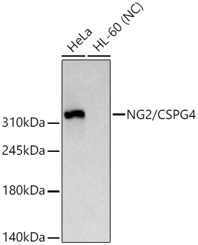 Western blot analysis of various lysates using NG2/CSPG4 Rabbit mAb at 1:1000 dilution incubated overnight at 4℃. Secondary antibody: HRP-conjugated Goat anti-Rabbit IgG (H+L) at 1:10000 dilution. Lysates/proteins: 25 μg per lane. Blocking buffer: 3% nonfat dry milk in TBST. Detection: ECL West Pico Plus. Negative control (NC): HL-60 Exposure time: 10s.