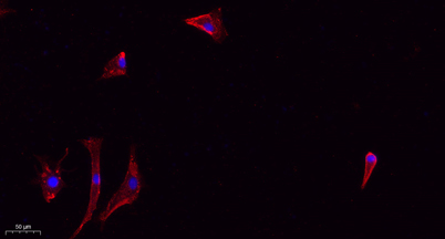 Immunofluorescence analysis of A549. 1,primary Antibody(red) was diluted at 1:200(4°C overnight). 2, Goat Anti Rabbit IgG (H&L) - Alexa Fluor 594 Secondary antibody was diluted at 1:1000(room temperature, 50min).3, Picture B: DAPI(blue) 10min.