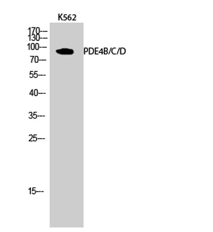 Western Blot analysis of K562 cells using PDE4B/C/D Polyclonal Antibody