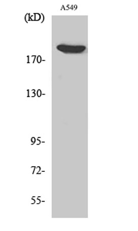 Western Blot analysis of various cells using ZC3H13 Polyclonal Antibody. Secondary antibody was diluted at 1:20000
