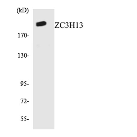 Western blot analysis of the lysates from HUVECcells using ZC3H13 Antibody.