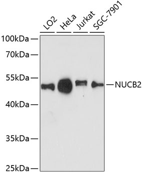 Western blot analysis of various lysates using NUCB2 Rabbit pAb (A12641) at 1:3000 dilution. Secondary antibody: HRP-conjugated Goat anti-Rabbit IgG (H+L) (AS014) at 1:10000 dilution. Lysates/proteins: 25μg per lane. Blocking buffer: 3% nonfat dry milk in TBST. Detection: ECL Enhanced Kit (RM00021). Exposure time: 90s.