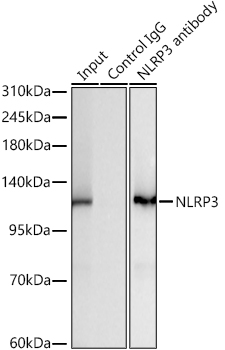 Immunoprecipitation of NLRP3 from 300 µg extracts of RAW 264.7 cells treated with LPS (1 μg/ml, 8h) was performed using 3 µg of NLRP3 Rabbit mAb ). Rabbit IgG isotype control was used to precipitate the Control IgG sample. IP samples were eluted with 1X Laemmli Buffer. The Input lane represents 10% of the total input. Western blot analysis of immunoprecipitates was conducted using NLRP3 Rabbit mAb at a dilution of 1:2000.