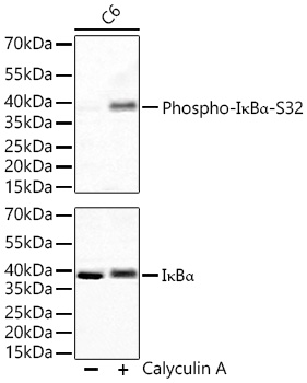 Western blot analysis of lysates from C6 cells using Phospho-IκBα-S32 Rabbit mAb (AP0707) at 1:1000 dilution (upper) or IκBα Rabbit mAb (A24909) at1:6000 dilution (lower) incubated overnight at 4℃. C6 cells were treated with Calyculin A (100 nM) at 37℃ for 30 minutes after serum-starvation overnight. Secondary antibody: HRP-conjugated Goat anti-Rabbit IgG (H+L) at 1:10000 dilution. Lysates/proteins: 30 μg per lane. Blocking buffer: 3 % nonfat dry milk in TBST. Detection: ECL West Pico Plus. Exposure time: 60s.