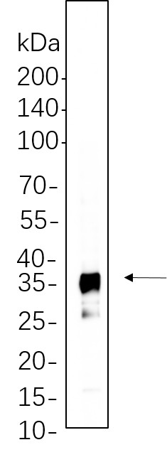 Western Blot with Recombinant IκB-α Monoclonal Antibody at dilution of 1:1000 dilution. Lane A: Jurkat cell lysate.