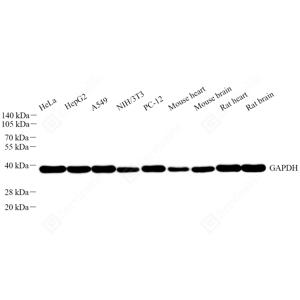 WB analysis of GAPDH.Sample: Protein treated by RIPA Lysis Buffer .Blocking buffer: 3% Nonfat dry milk in TBST, RT, 1h.Primary antibody: 1: 5000, 4℃ overnight.Secondary antibody: HRP conjugated Goat Anti-Rabbit lgG , 1: 5000, RT, 1h.