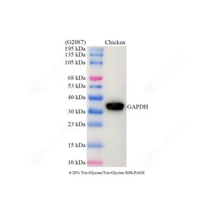 WB analysis of GAPDH.Sample: Protein treated by RIPA Lysis Buffer .Blocking buffer: 3% Nonfat dry milk in TBST, RT, 1h.Primary antibody: 1: 5000, 4℃ overnight.Secondary antibody: HRP conjugated Goat Anti-Rabbit lgG , 1: 5000, RT, 1h.