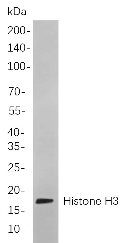 Western blot analysis of lysates from Hela cells, using Histone H3 Rabbit mAb. The HRP-conjugated Goat anti-Rabbit IgG antibody was used to detect the antibody.