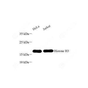 WB analysis of Histone H3.Sample: Protein treated by RIPA Lysis Buffer .Blocking buffer: 3% Nonfat dry milk in TBST, RT, 1h.Primary antibody: 1: 300, 4℃ overnight.Secondary antibody: HRP conjugated Goat Anti-Rabbit lgG , 1: 5000, RT, 1h.