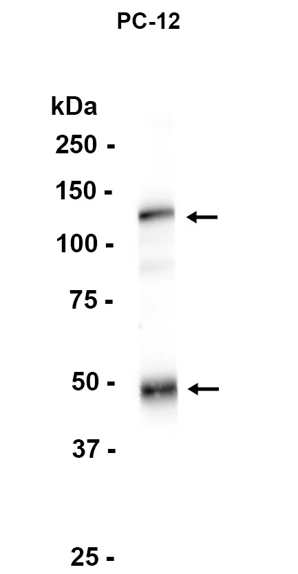 Western blot analysis of extracts from PC-12 cells using NFkB p105/p50 Rabbit Monoclonal Antibody at 1:1000.