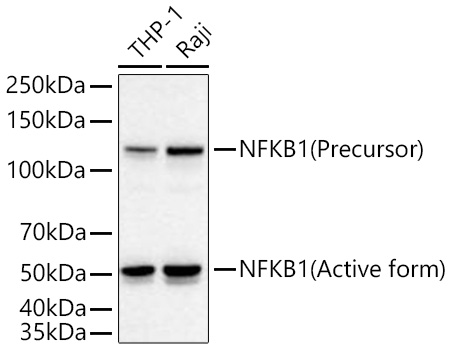 Western blot analysis of various lysates using NFKB1 Rabbit mAb at 1:1000 dilution incubated overnight at 4℃. Secondary antibody: HRP-conjugated Goat anti-Rabbit IgG (H+L) at 1:10000 dilution. Lysates/proteins: 25 μg per lane. Blocking buffer: 3% nonfat dry milk in TBST. Detection: ECLWest Pico Plus. Exposure time: 10 s.
