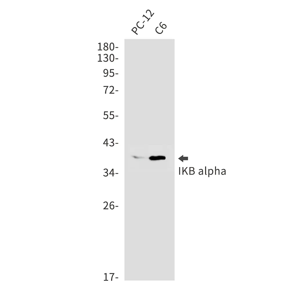 Western blot analysis of IKB alpha in PC-12, C6 lysates using IKB alpha antibody.