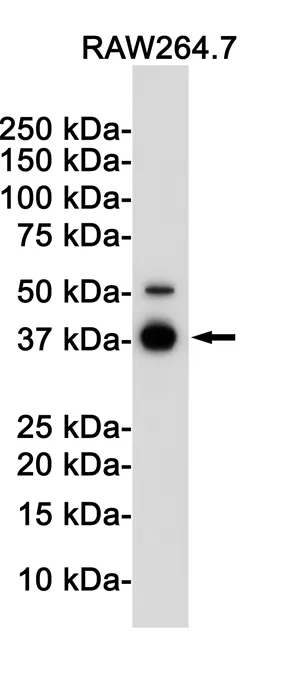 Western blot analysis of IKB alpha in Raw264.7 lysates using IKB alpha antibody.