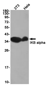 Western blot analysis of IKB alpha in 3T3, Hela lysates using IKB alpha antibody
