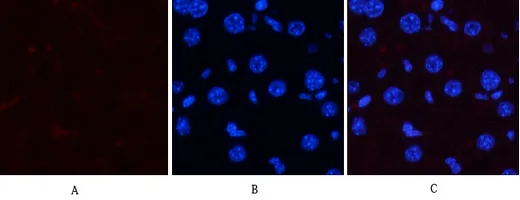 Western Blot analysis of various cells using p38 (phospho Thr180/Y182) Rabbit Polyclonal Antibody diluted at 1:1000（4°C overnight）. Secondary antibody：Goat Anti-rabbit IgG IRDye 800（ diluted at 1:5000, 25°C, 1 hour）