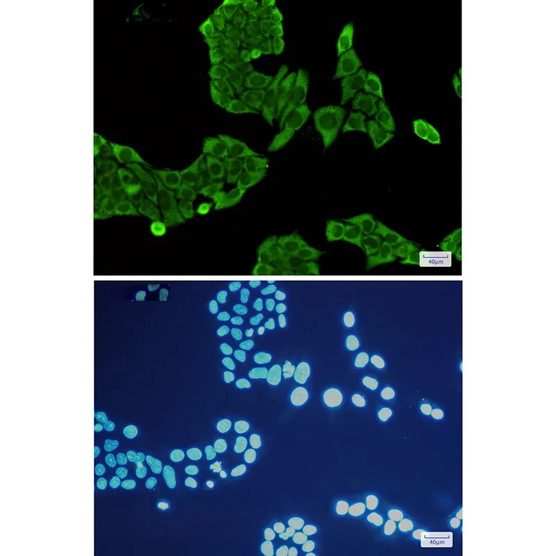 Immunocytochemistry analysis of Annexin V(green) in Hela using Annexin V antibody,and DAPI(blue)