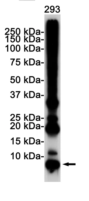Western blot analysis of K48 Linkage Specific Ubiquitin in 293 lysates using K48 Linkage Specific Ubiquitin antibody.