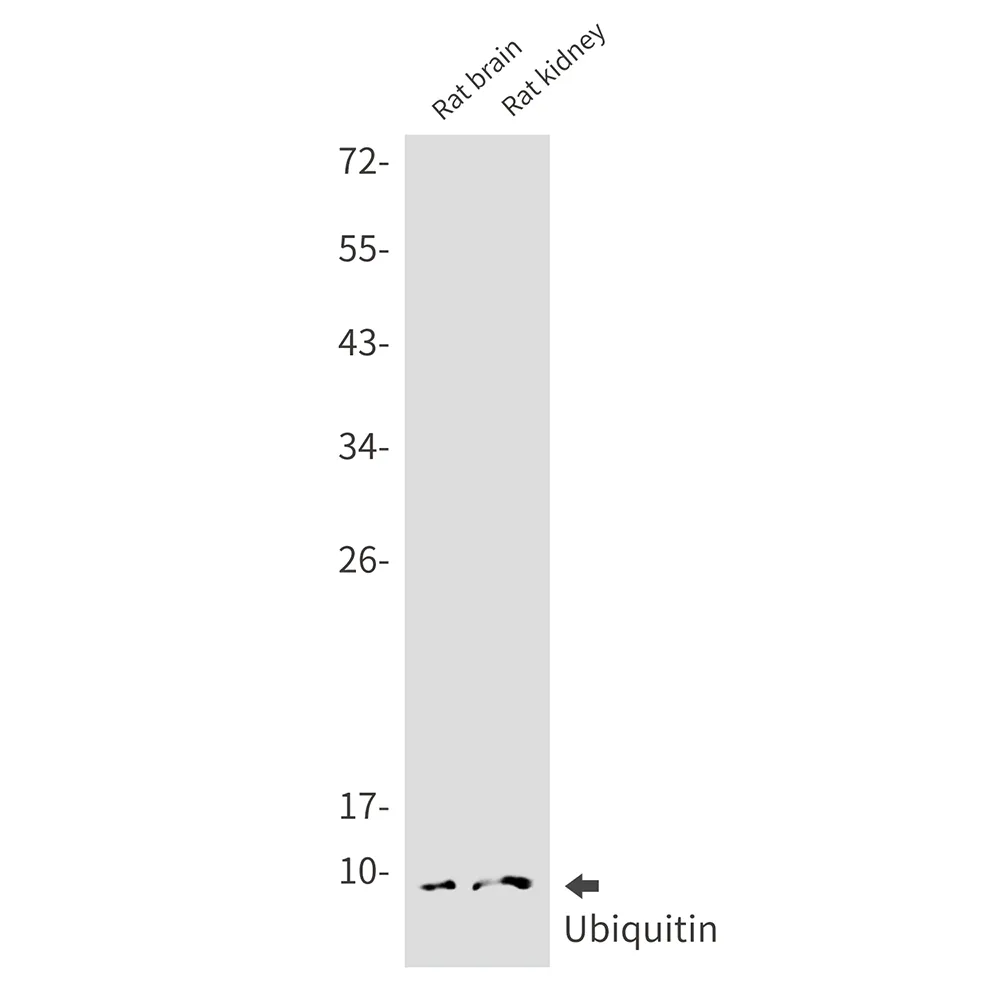 Western blot analysis of Ubiquitin in rat brain, rat kidney lysates using Ubiquitin antibody.