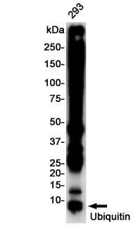Western blot analysis of Ubiquitin in 293 lysates using Ubiquitin antibody